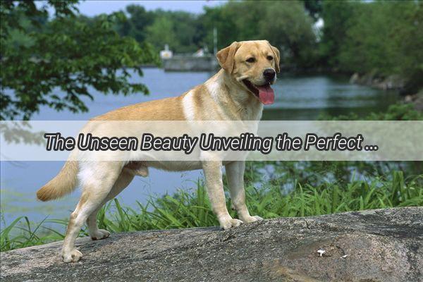 The Unseen Beauty Unveiling the Perfect Shape of a Dogs Forelegs